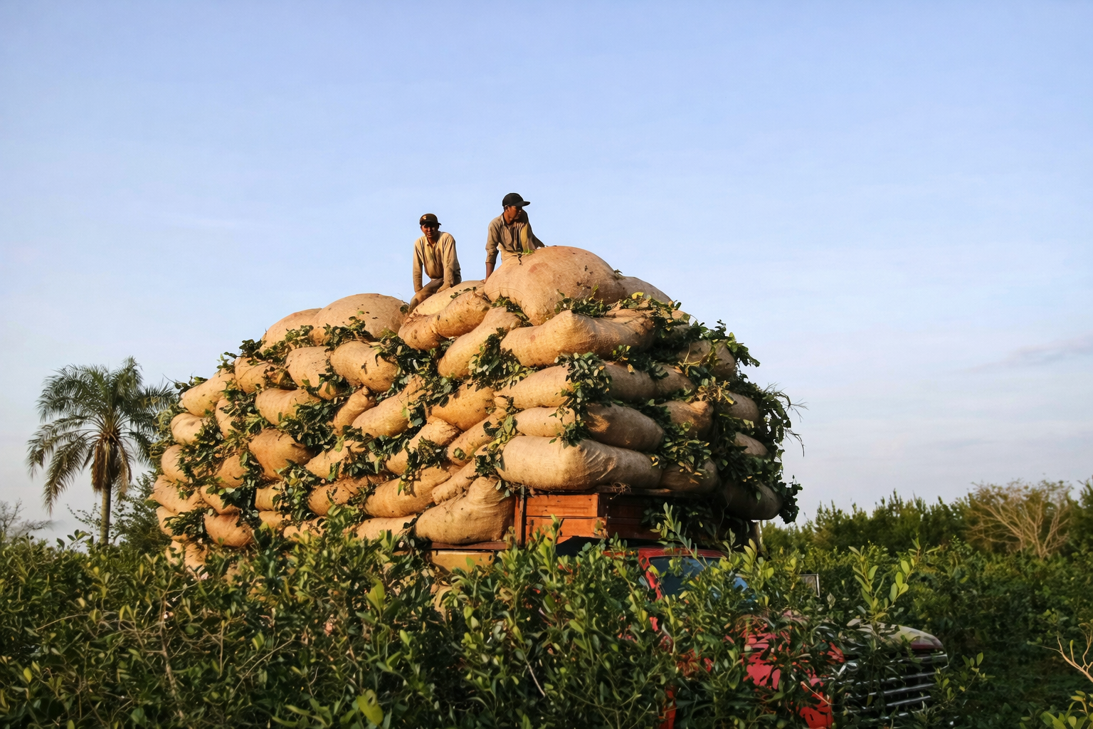 The incredible benefits of Yerba Maté: The South American tea that is taking over.